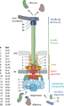 T3SS Overview.png